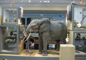 Great North Museum: Hancock